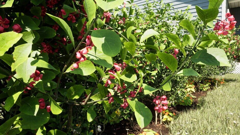 Ekran görüntüsü 4