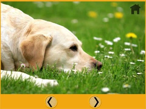 dogs of my kids - no ads