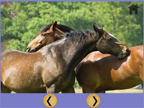 my favorite horses - free game for kids