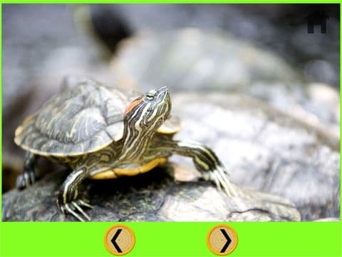 funny turtle for kids - free game