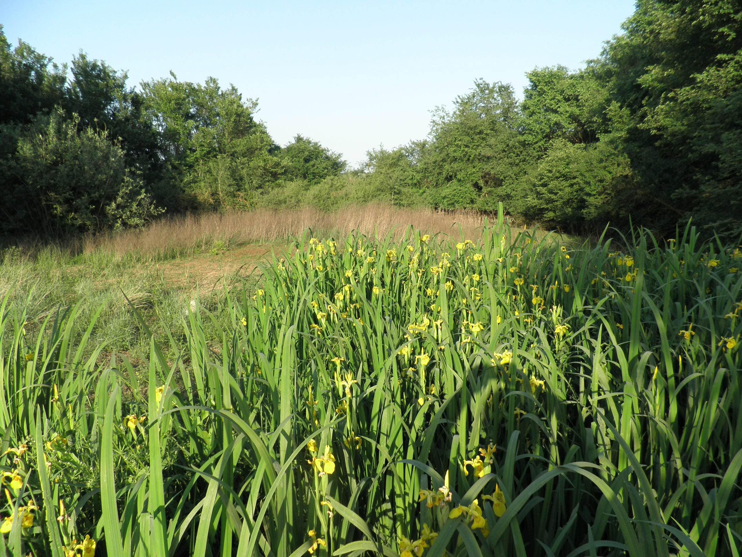 Culinary trail with a caterpillar