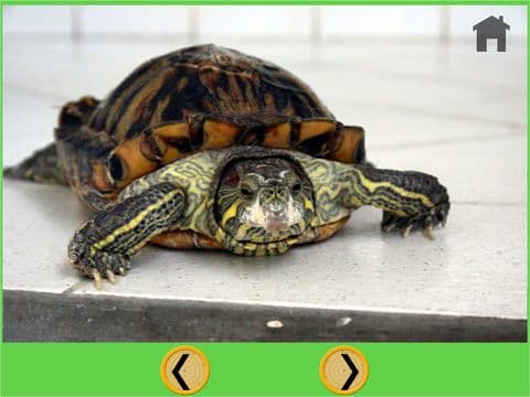 my favorite turtle - free game