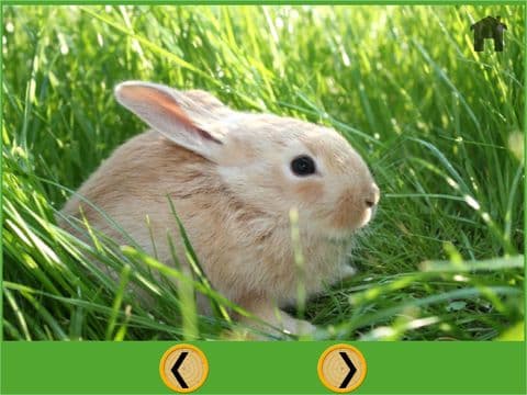 competition for farm animal - free